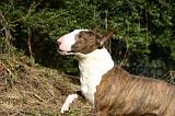 BULL TERRIER MINIATURE 316
